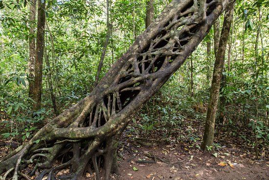 Marrdja Botanical Walk